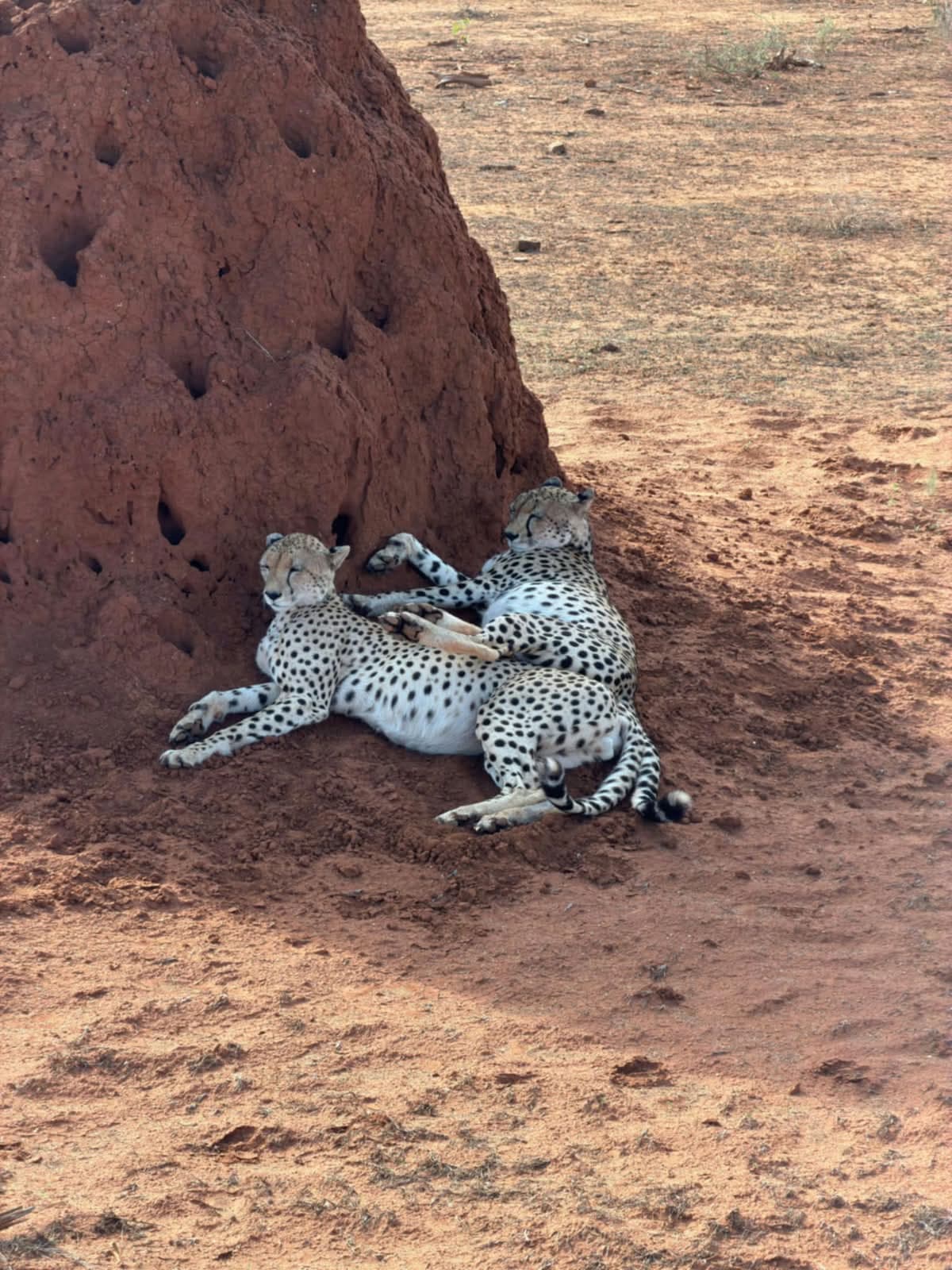 Guests on a pop-top safari vehicle during a Tsavo game drive