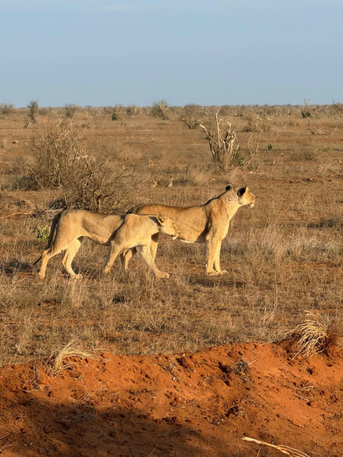 Lionesses walking through the red-earth grasslands of Tsavo East National Park